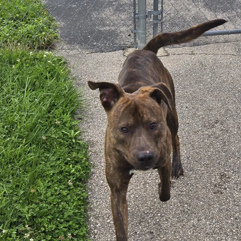 An adult large-sized male Brindle American Staffordshire Terrier dog named Maximus for adoption in Xenia , OH