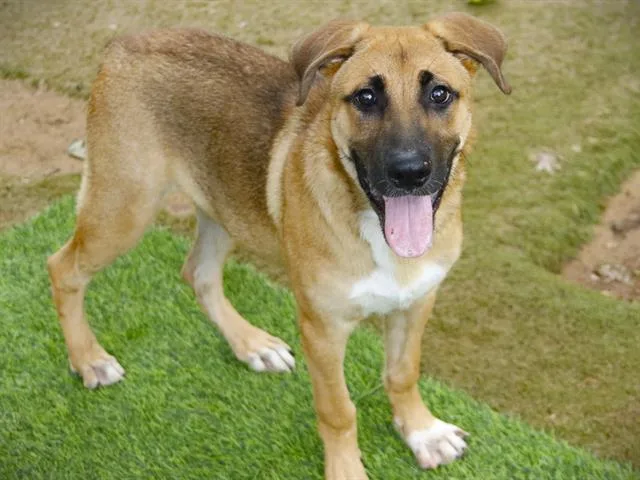 A young small-sized male Husky dog named Milo for adoption in Tallahassee, FL