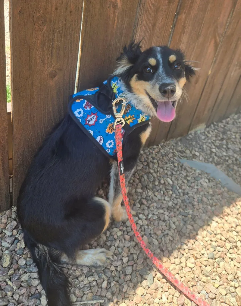 A baby medium-sized female Tricolor (Brown, Black, & White) Mixed Breed dog named Eliza for adoption in Canon City, CO