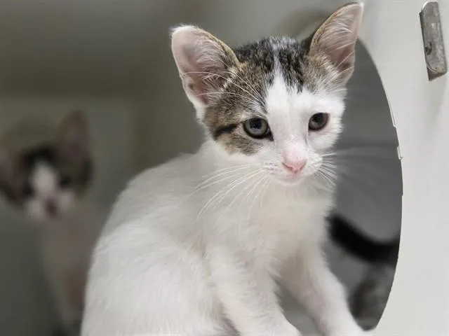 A baby medium-sized male Domestic Short Hair cat named Donny for adoption in Salinas, CA