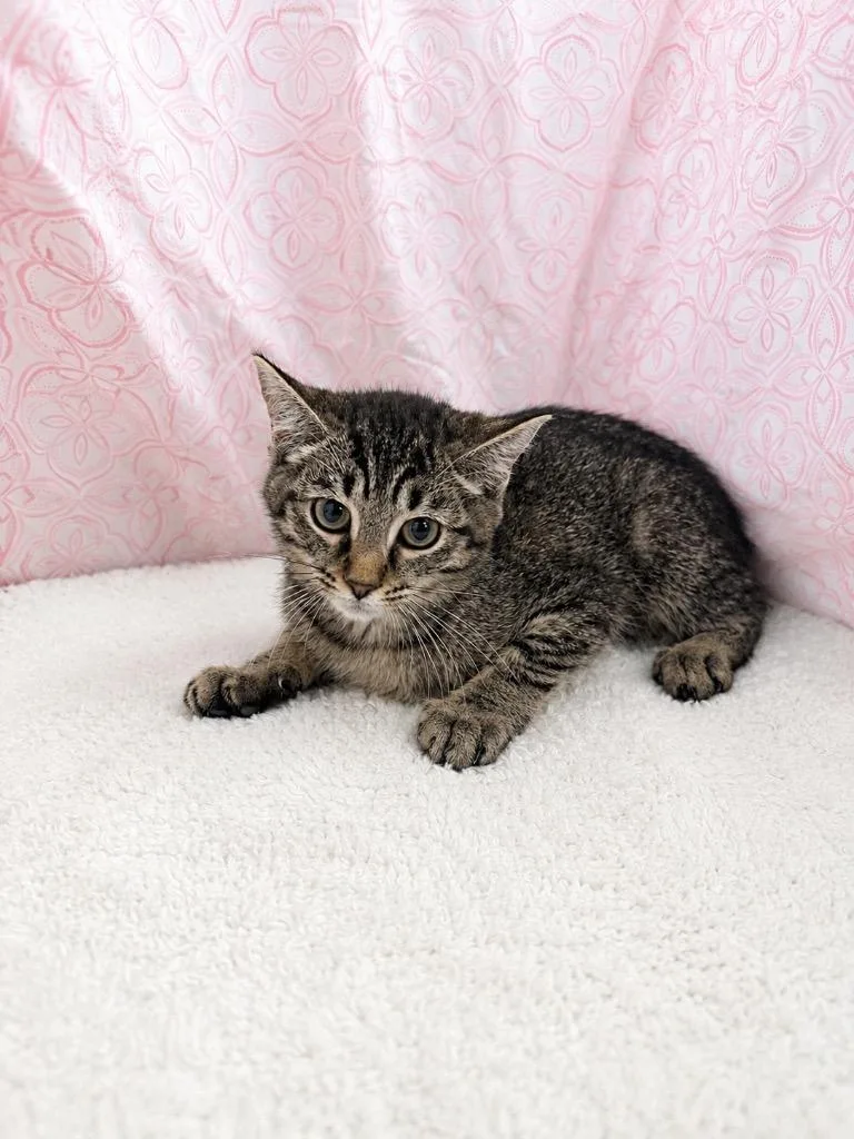 A baby small-sized female Domestic Short Hair cat named Willa for adoption in Winnsboro, SC