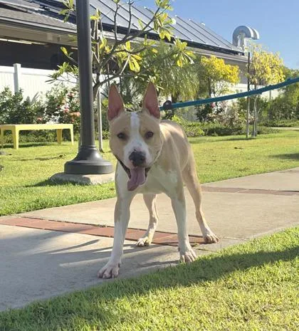 An adult medium-sized male Terrier dog named Pablo for adoption in Honolulu, HI