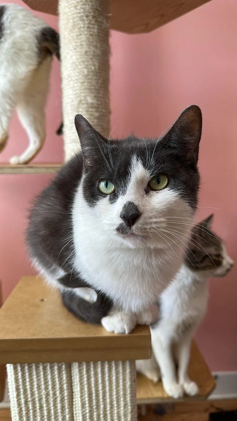 An adult medium-sized female Gray & White Domestic Short Hair cat named Josie for adoption in New York, NY