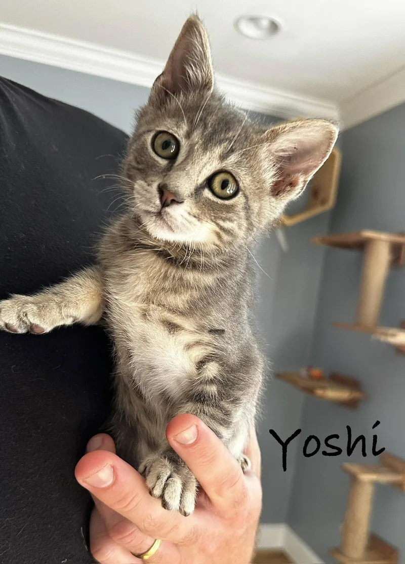 A baby medium-sized male Gray / Blue / Silver Domestic Short Hair cat named Yoshi for adoption in Seal Beach, CA