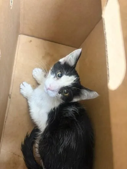 A baby small-sized male Domestic Short Hair cat named Ignacio for adoption in Westland, MI
