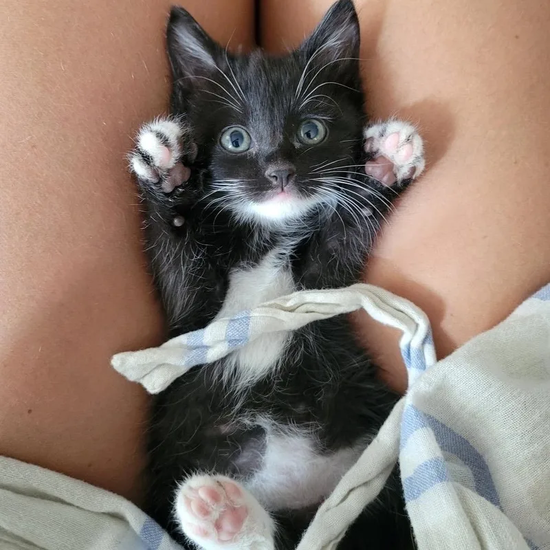 A baby small-sized female Black & White / Tuxedo Domestic Short Hair cat named Belle Birgen for adoption in Morrison, CO