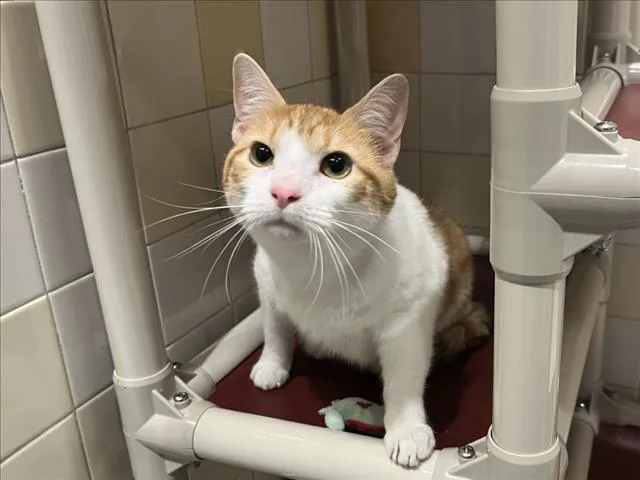 A young large-sized female Domestic Short Hair cat named Peaches for adoption in Chapel Hill, NC
