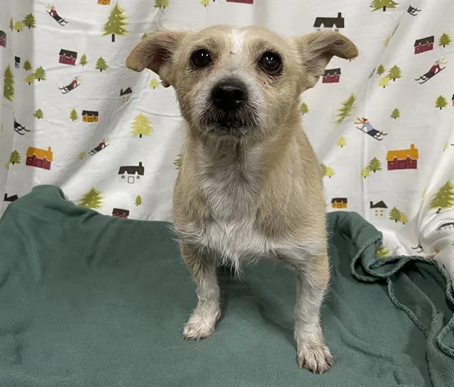 An adult small-sized male Parson Russell Terrier dog named Georgie for adoption in Modesto, CA