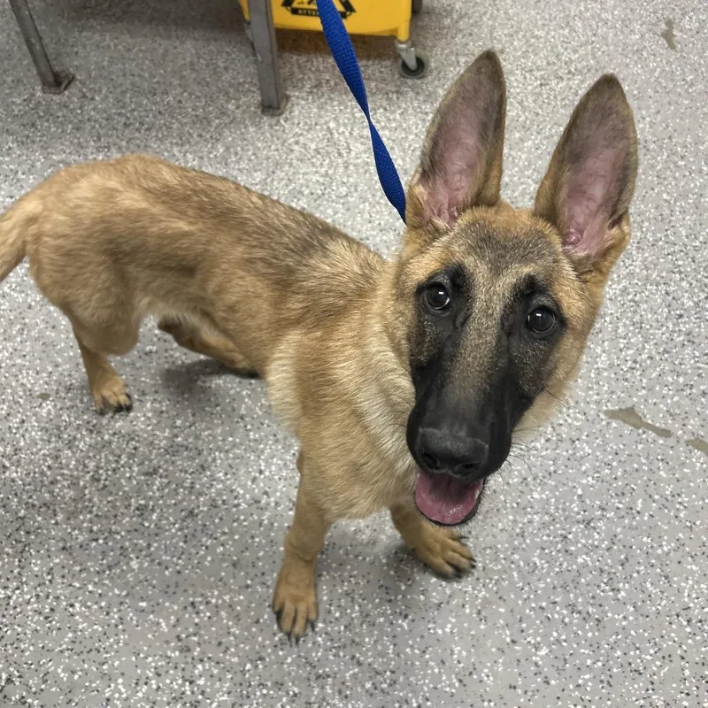 A young medium-sized female Yellow / Tan / Blond / Fawn Belgian Shepherd / Malinois dog named Stray for adoption in Henderson, NV