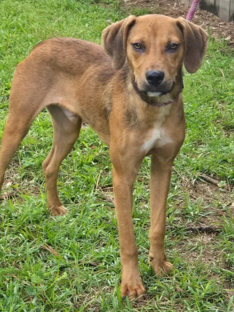A young medium-sized male Hound dog named Ford for adoption in North Syracuse, NY