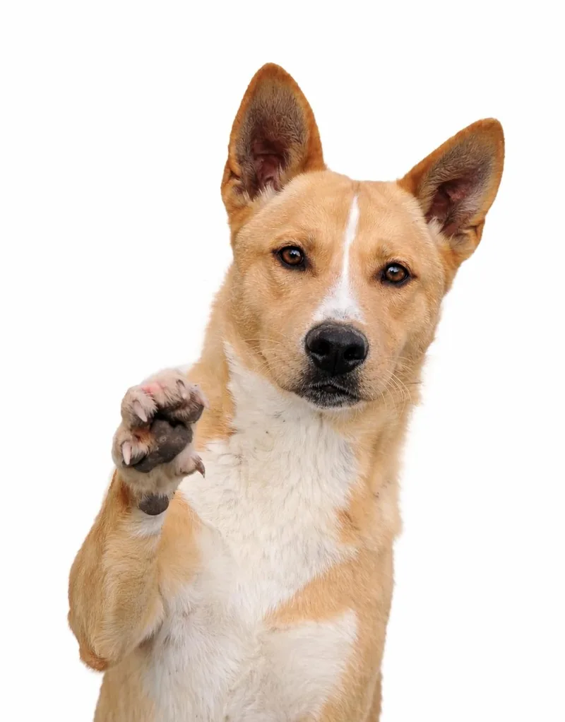 A young medium-sized female Apricot / Beige Australian Cattle Dog / Blue Heeler dog named Baby Love for adoption in Anderson, TX