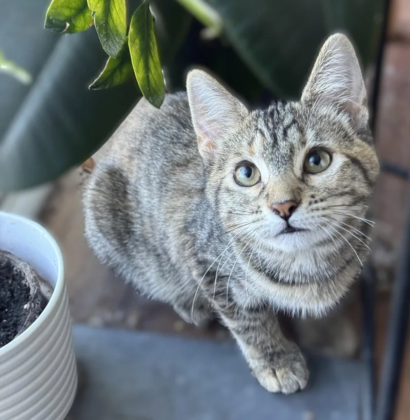 A baby small-sized female Calico cat named Blt & Tt for adoption in Walnut Creek, CA