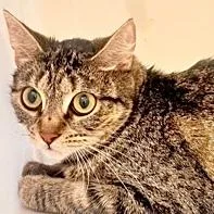 An adult small-sized female Domestic Short Hair cat named Eris for adoption in Burlington, WA