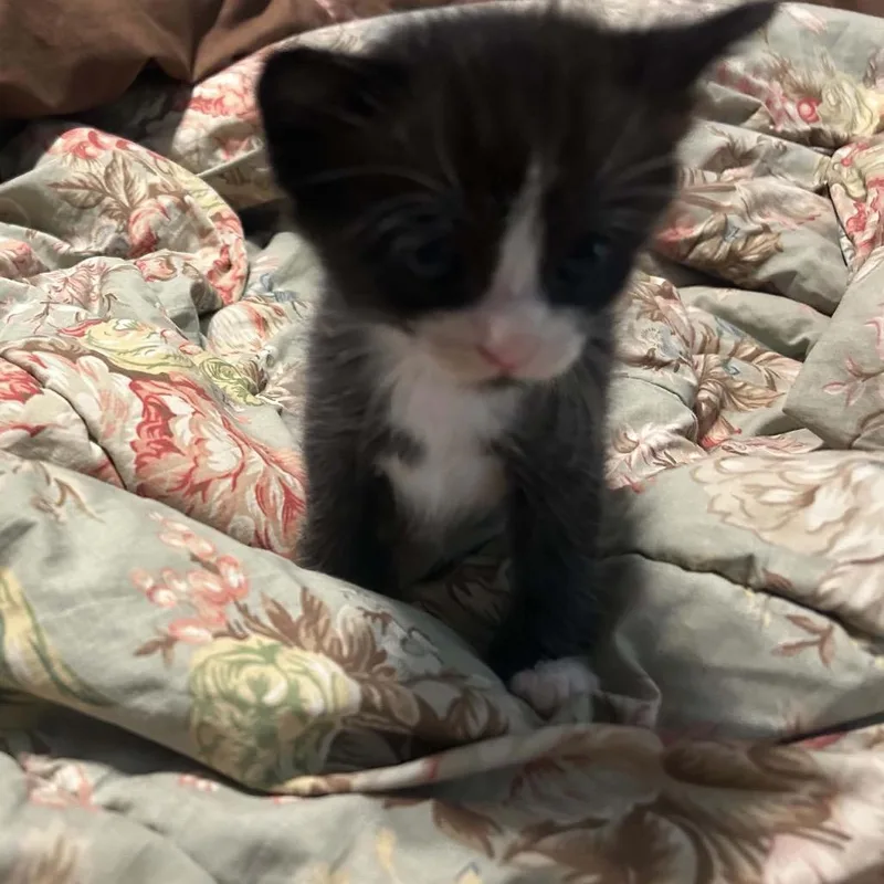 A baby small-sized male Domestic Short Hair cat named Jack for adoption in Odenville, AL