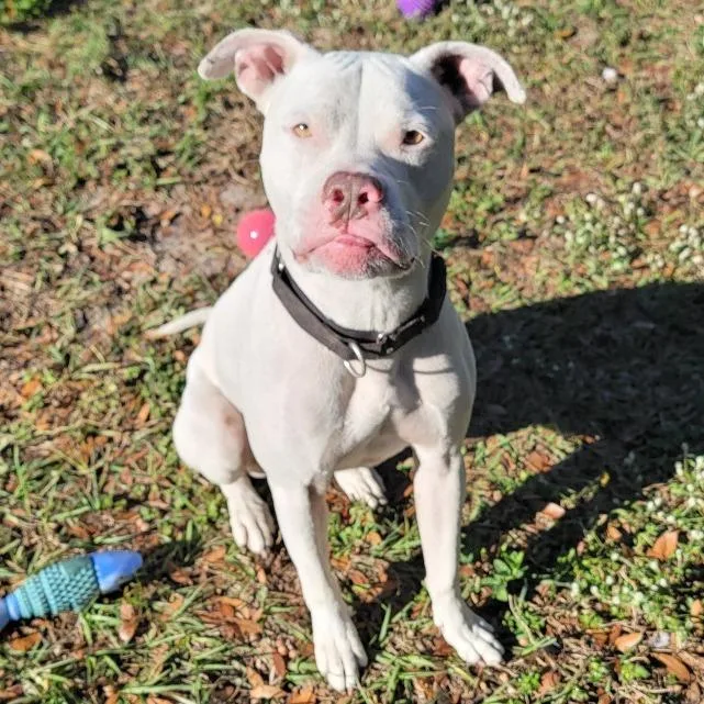 An adult medium-sized male White / Cream Pit Bull Terrier dog named Barley for adoption in Lake Panasoffkee, FL