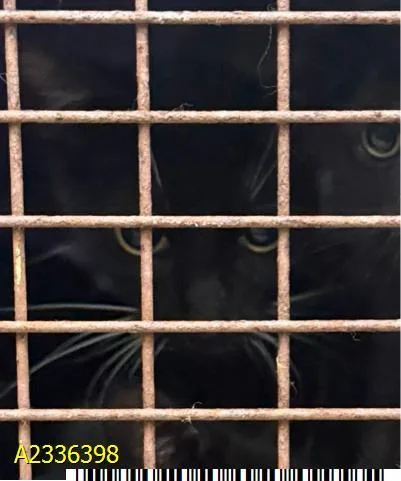A baby medium-sized male Domestic Short Hair cat named Hocus for adoption in West Palm Beach, FL