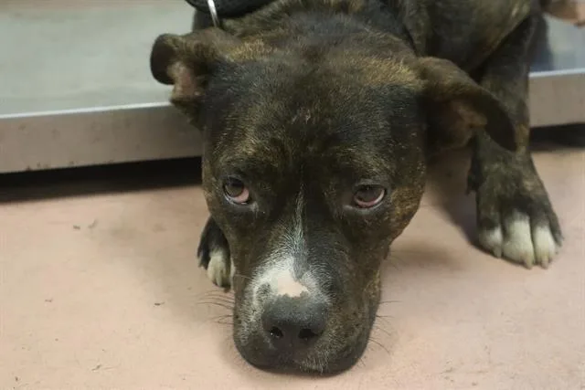 A young medium-sized female Mixed Breed dog named Bridget for adoption in Columbia, SC