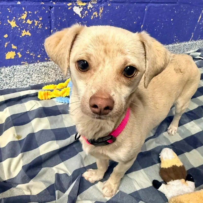 An adult small-sized female Yellow / Tan / Blond / Fawn Chihuahua dog named Ct Cinni for adoption in Stormville, NY