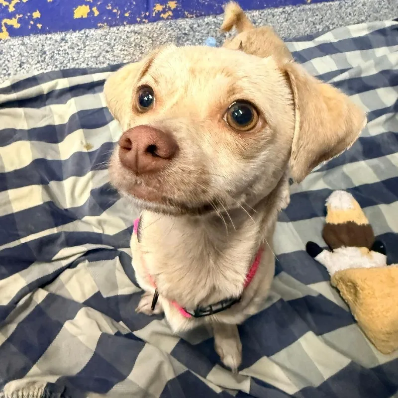 Ct Cinni thumbnail 2