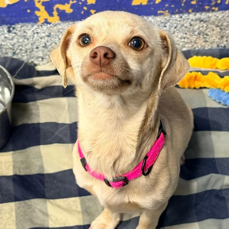 Ct Cinni thumbnail 4