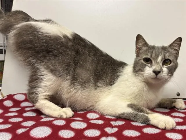 A young medium-sized female Domestic Short Hair cat named Kiki for adoption in Sacramento, CA