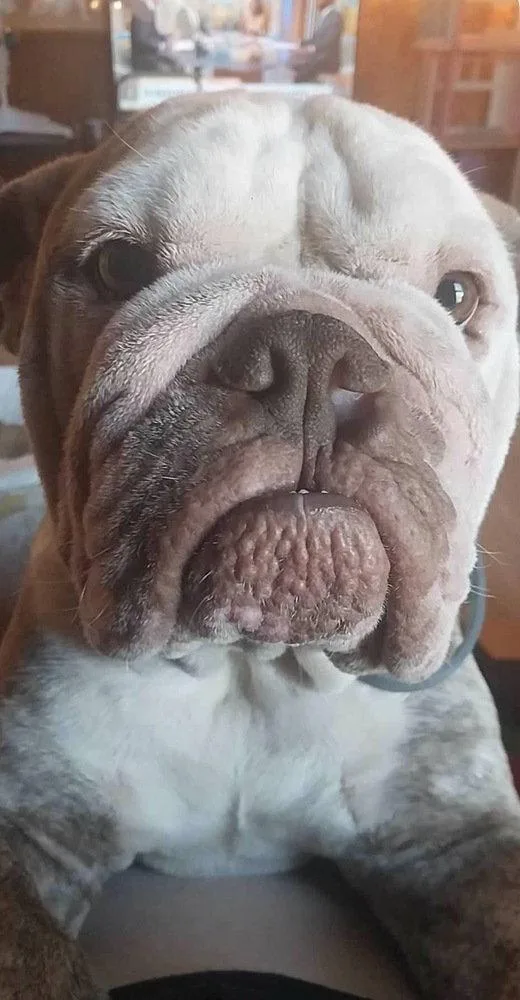 Bruno thumbnail 2