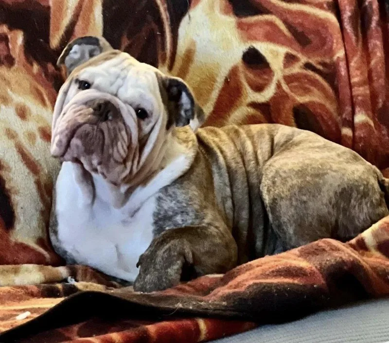 Bruno thumbnail 3