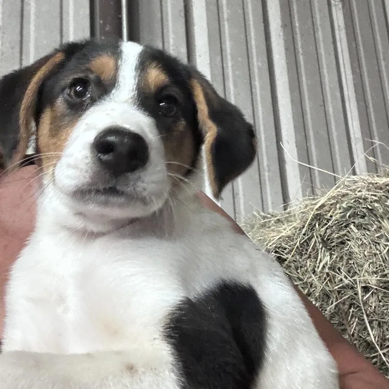 A baby small-sized male White / Cream Rat Terrier dog named Charlie for adoption in Floresville, TX