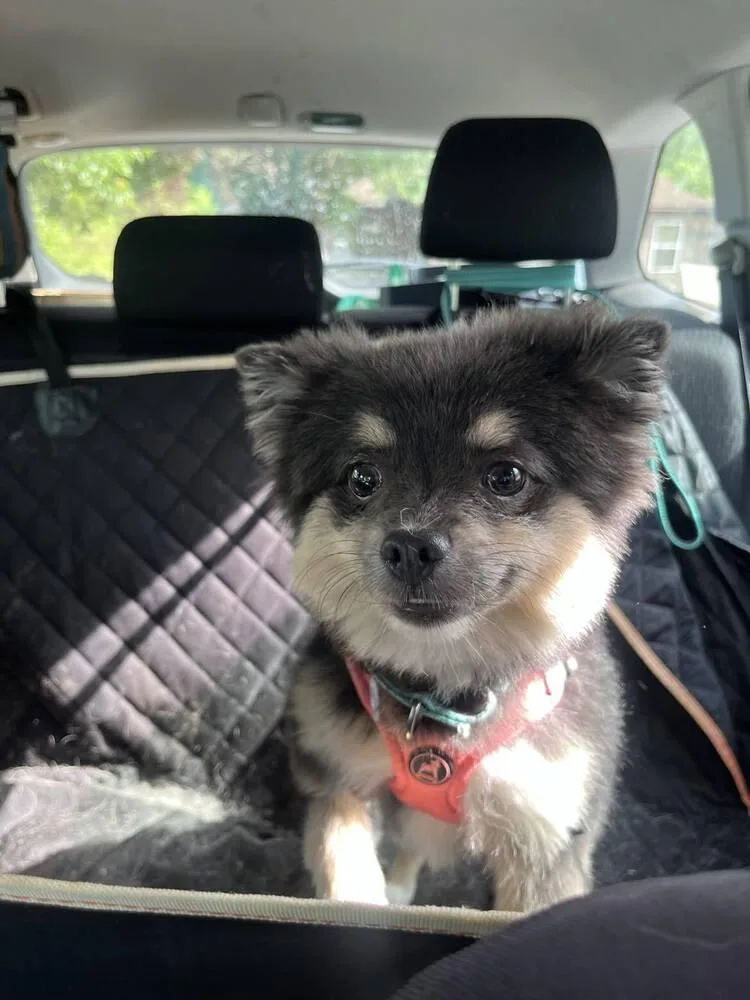 A young medium-sized female Pomeranian dog named Trixie for adoption in Candler, NC