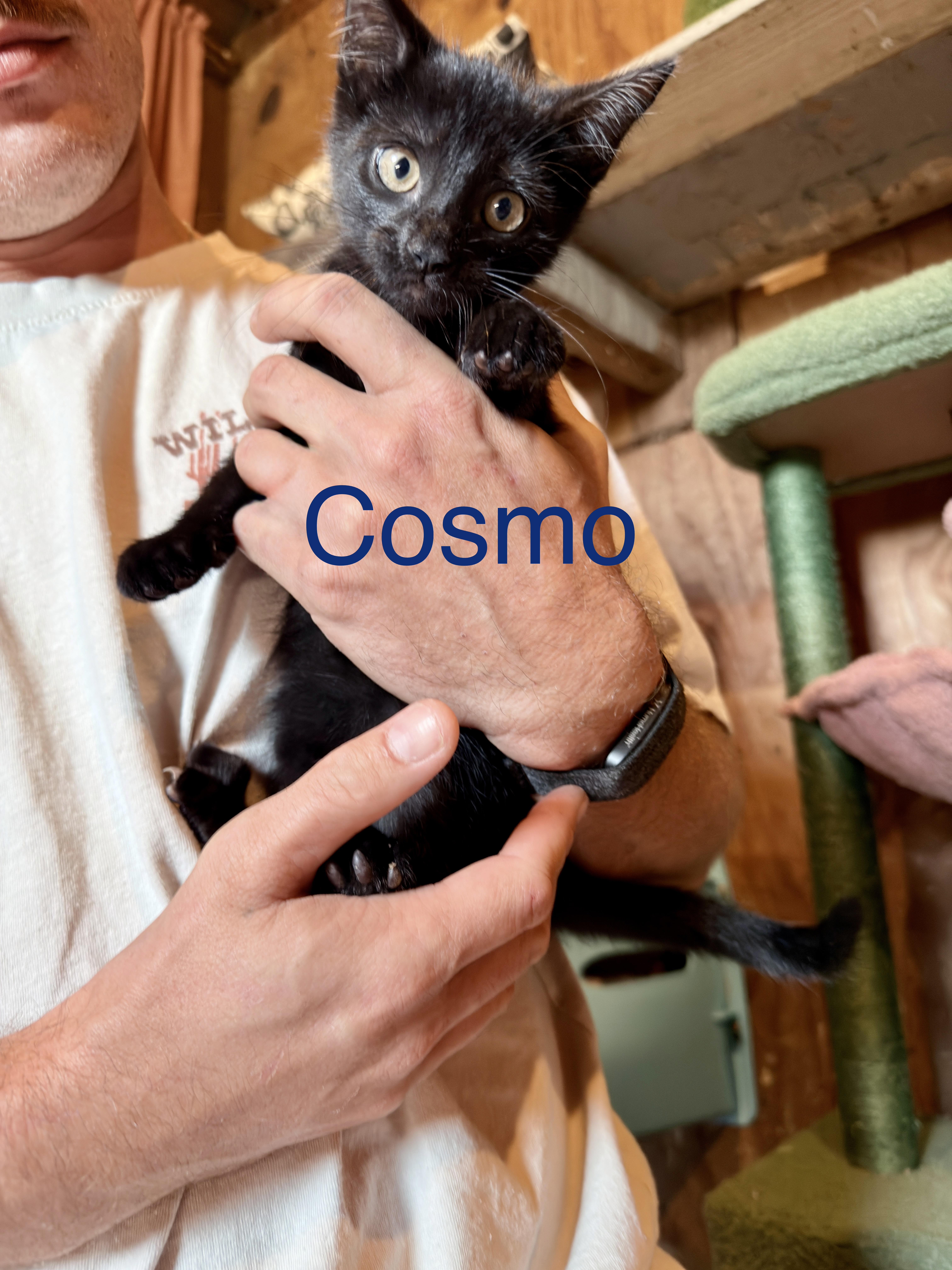 A baby medium-sized male Black Domestic Short Hair cat named Cosmo for adoption in Athens, OH
