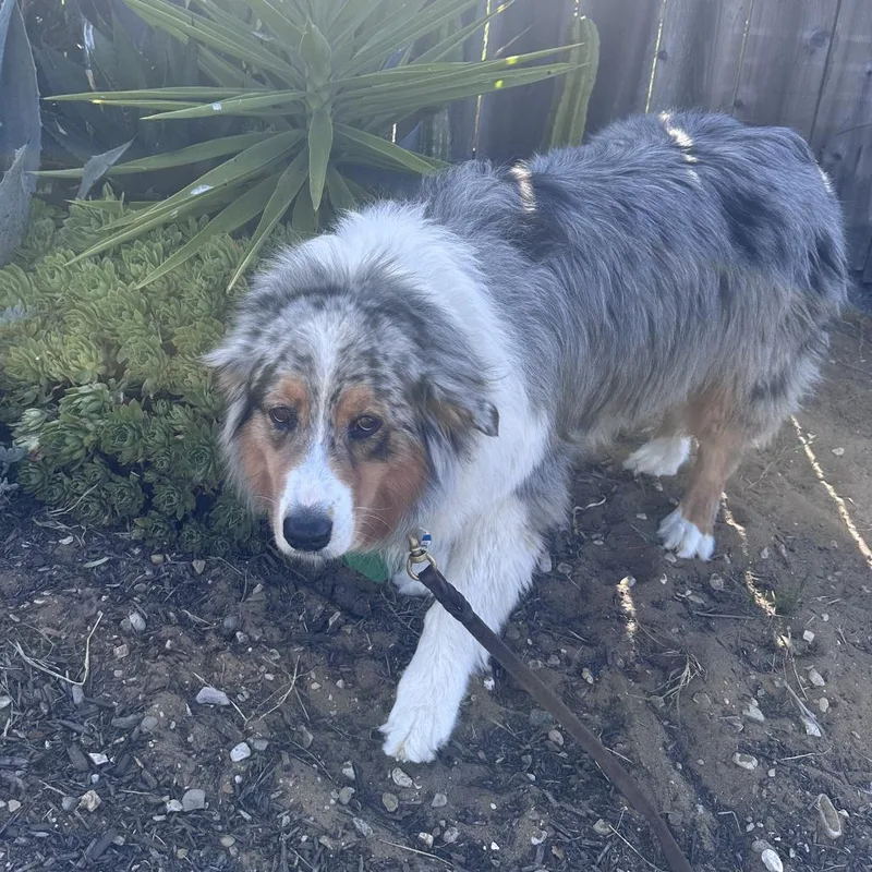 A senior medium-sized female Gray / Blue / Silver Australian Shepherd dog named Kit for adoption in Corvallis, OR