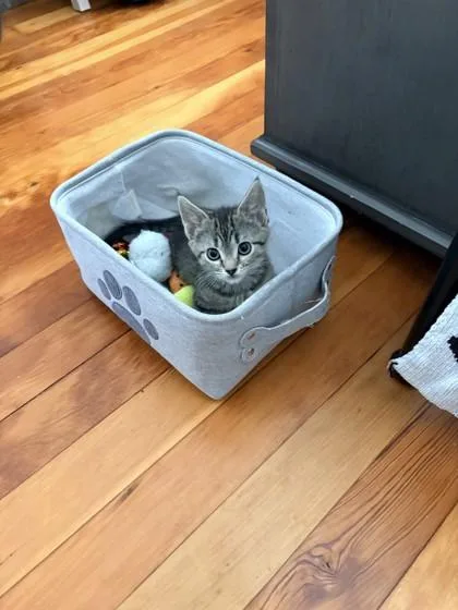 A baby small-sized female Domestic Short Hair cat named Wobble for adoption in Madison, NJ