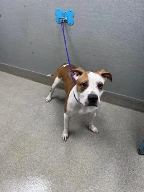 A young large-sized male Pit Bull Terrier dog named Pawpeye for adoption in Las Vegas, NV