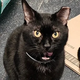 A senior medium-sized male Black Domestic Short Hair cat named Hawk for adoption in Stanhope, NJ