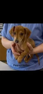 Peanut Butter Or Jelly? thumbnail 3