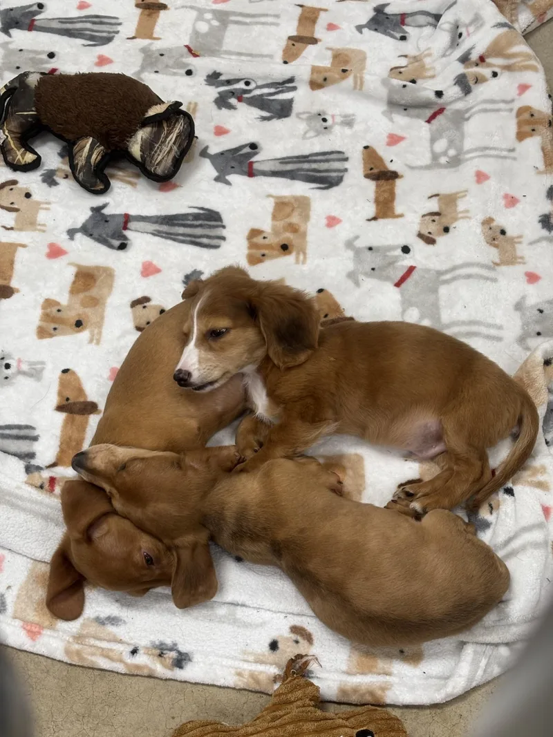 Peanut Butter Or Jelly? thumbnail 5