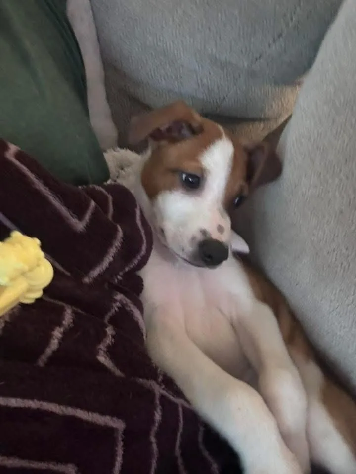 A baby small-sized male White / Cream Australian Cattle Dog / Blue Heeler dog named Delano for adoption in Colorado Springs, CO