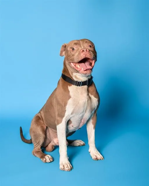 An adult large-sized male Boxer dog named Wylder for adoption in Fort Lauderdale, FL