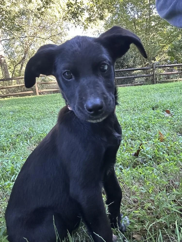 A baby medium-sized female Hound dog named Frannie for adoption in Mooresville, NC