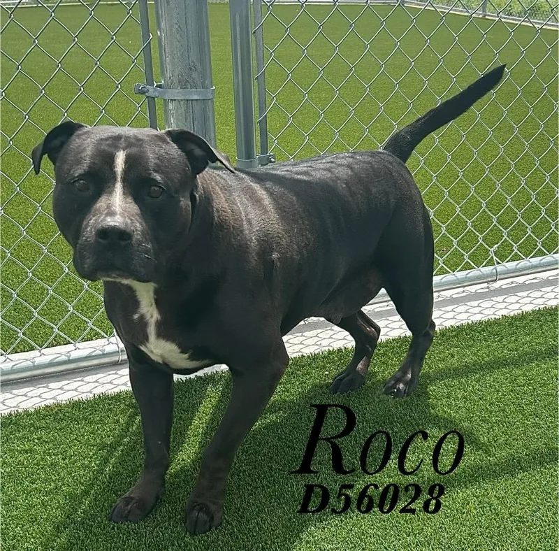 An adult medium-sized male Pit Bull Terrier dog named Roco for adoption in Clarksville, TN