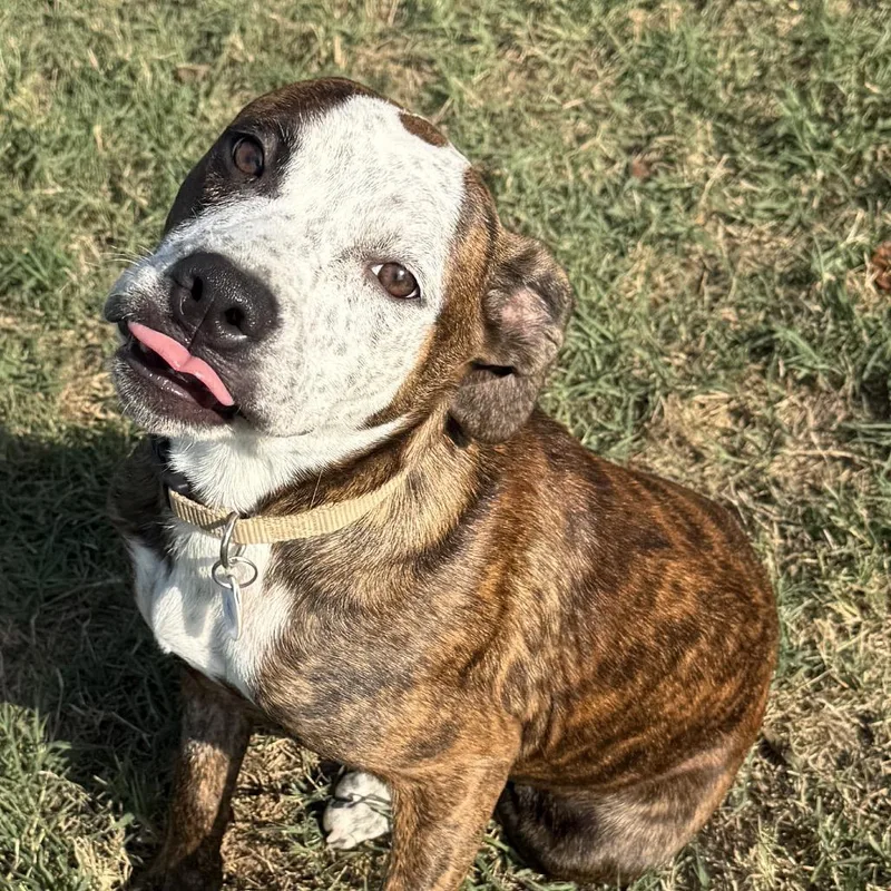 A young medium-sized male Pit Bull Terrier dog named Hatchet for adoption in Collinsville , OK
