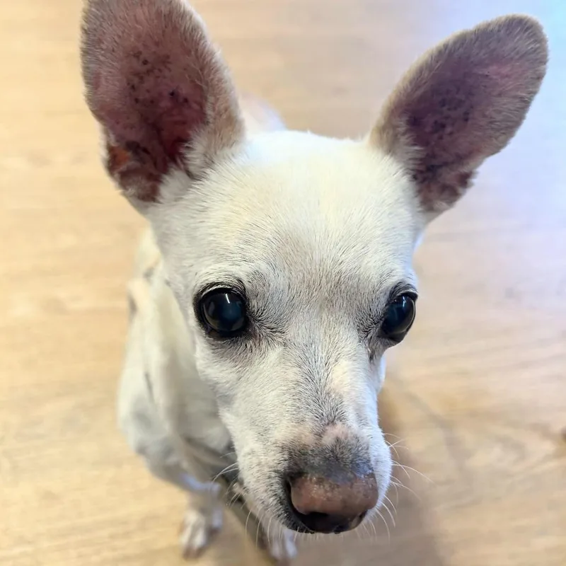 A senior small-sized male White / Cream Chihuahua dog named Swiss for adoption in San Francisco, CA