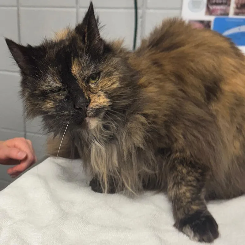 A senior medium-sized female Domestic Long Hair cat named Gretel for adoption in West Olive, MI