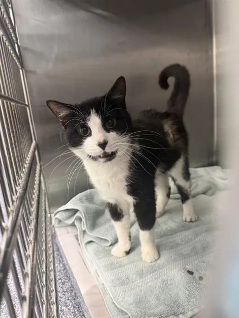 An adult medium-sized male Domestic Short Hair cat named Walter for adoption in Charlotte, NC
