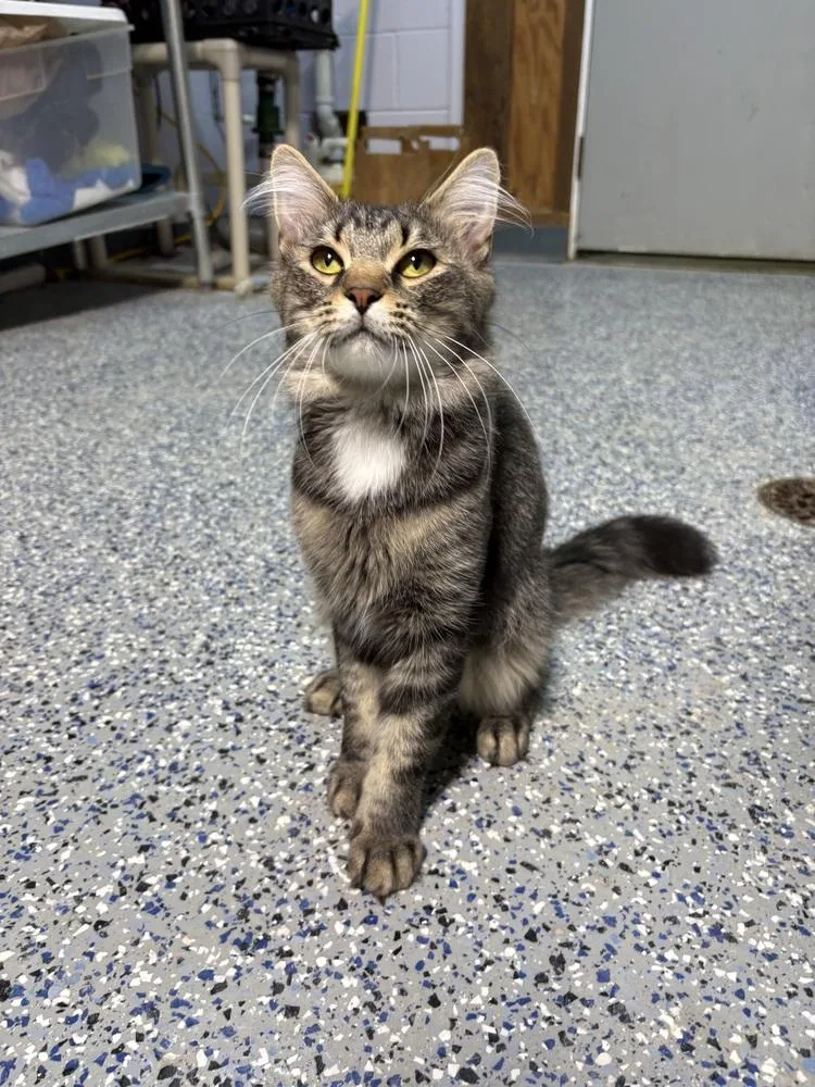 A young small-sized male Domestic Medium Hair cat named Tiller for adoption in Mishawaka, IN