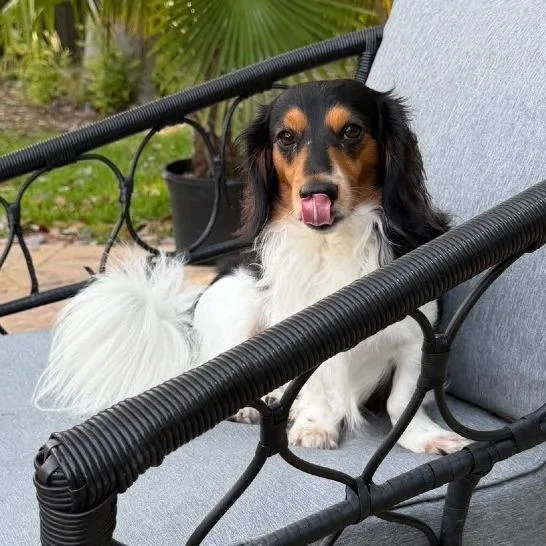 An adult small-sized male Dachshund (Long Haired) dog named Roscoe for adoption in Gulfport, MS