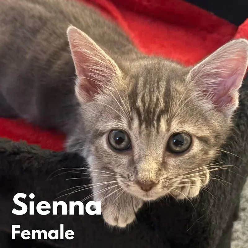 A baby medium-sized female Tabby (Gray / Blue / Silver) Domestic Short Hair cat named Sienna for adoption in Saint Pete Beach, FL
