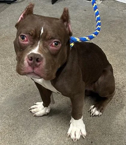 A young medium-sized male Brown / Chocolate Pit Bull Terrier dog named Hawk for adoption in Cleveland, OH