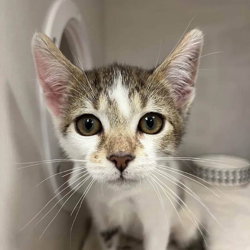 A baby small-sized female Gray / Blue / Silver Domestic Short Hair cat named Mac for adoption in Redwood City, CA