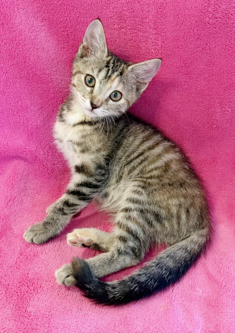 A baby medium-sized female Brown / Chocolate Domestic Short Hair cat named Juniper for adoption in Lake Monroe, FL